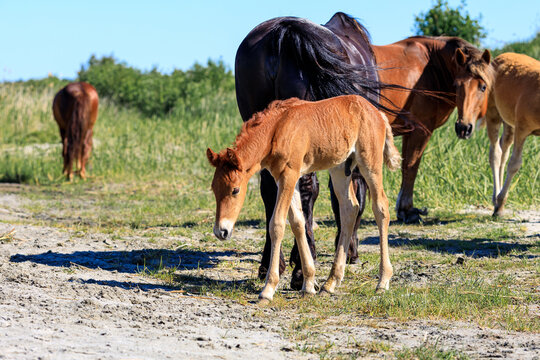 brown foal bowed his head to the ground while standing in the sand on the background a group of horses
