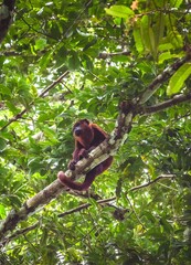 Guyane