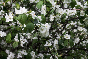 apple tree blossom