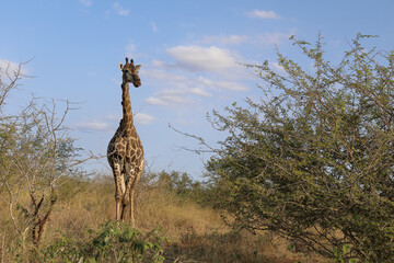 Giraffe / Giraffe / Giraffa Camelopardalis