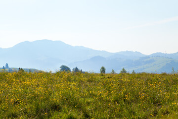 Meadow with bright yellow flowers on the background of mountains. Ukraine, Carpathians.