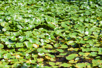 Water with green lotus leaves close-up, used as background or texture