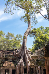 Fototapeta na wymiar Arbre, temple Ta Prohm à Angkor, Cambodge
