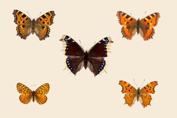 Top view of Collection of nymphalidae butterflies  species on set sail champagne background