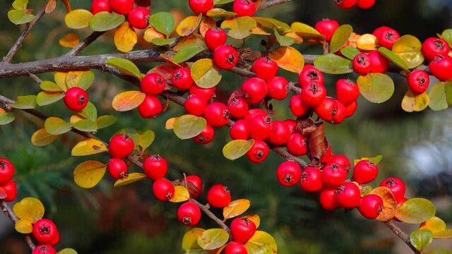 Cotoneaster is a genus of flowering plants in the rose family, Rosaceae