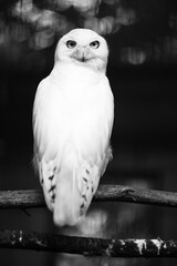 
black and white owl with a menacing look