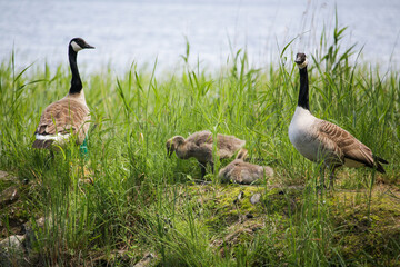 barnacle goose family
