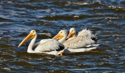 Pelican - big bird, hunts in a flock	