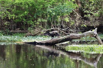 Cormorant and turtle sharing fallen tree
