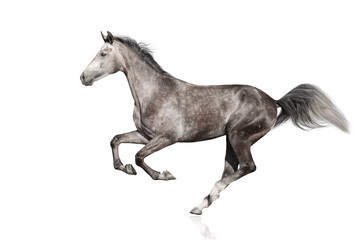 White Horse run gallop isolated on white backround