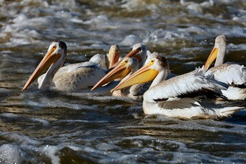 Pelican - big bird, hunts in a flock	