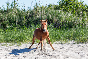 uncertainly standing horse on bowed legs