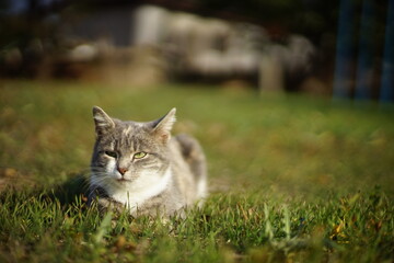Naklejka na ściany i meble Pale gray kitty lies on a on a green grass in the garden. Cute domestic animal portrait. Tricolor cat.