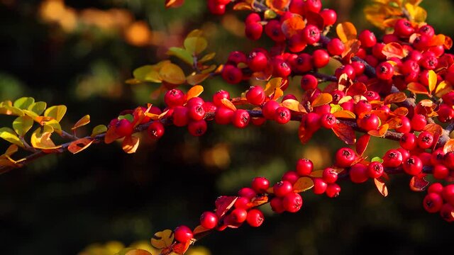 Cotoneaster is a genus of flowering plants in the rose family, Rosaceae