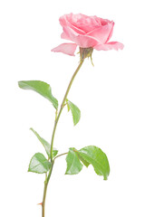 pink light small rose with single bloom