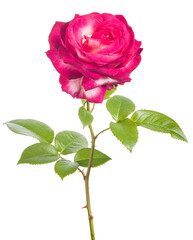 Obraz premium large beautiful bright pink color rose isolated on white