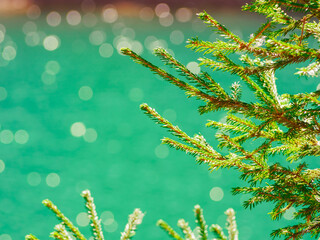 Fototapeta na wymiar A branch of a green spruce against the background of playing highlights on the water surface of the lake.
