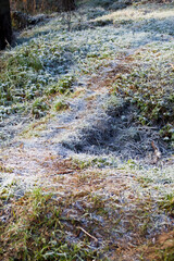 Frosty wildlife meadow on the sunny beautiful day.