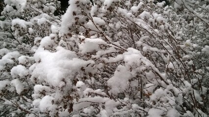 Krzaki pod śniegiem.