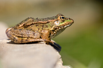 Close-up of Common Frog (Pelophylax perezi) sunbathing on top of a rock against an unfocused background, taken in a lake in León, Spain.