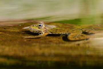 Common frog (Pelophylax perezi) basking on the water's surface. Picture taken in a lake in León, Spain.