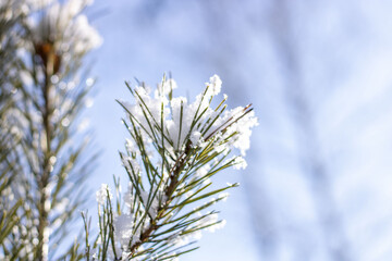 Coniferous tree branch under the snow against the background of the sky. Close-up
