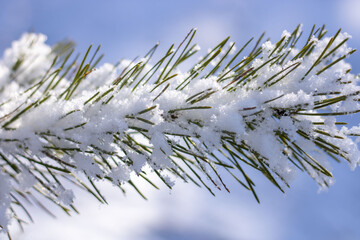 Coniferous tree branch under the snow against the background of the sky. Close-up