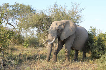 Fototapeta premium Afrikanischer Elefant / African elephant / Loxodonta africana