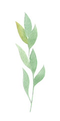 Hand drawn watercolor green leaf. Isolated on a white background object.
