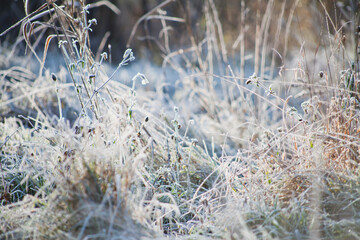 Fototapeta premium Frosty wildlife meadow on the sunny beautiful day.