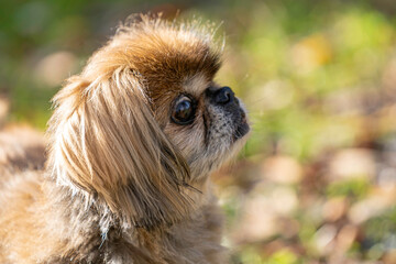 side profile portrait of a golden old pekinese lady