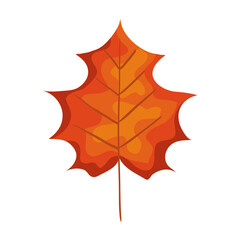 autumn season orange leaf nature icon vector illustration design