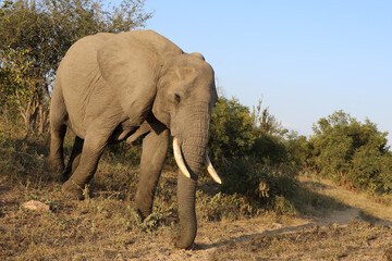 Afrikanischer Elefant / African elephant / Loxodonta africana