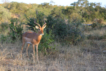 Schwarzfersenantilope / Impala / Aepyceros melampus