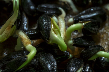 Growing microgreens, home garden. Sprouted sunflower seeds on a linen mat