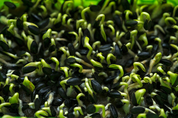 Growing microgreens, home garden. Sprouted sunflower seeds on a linen mat