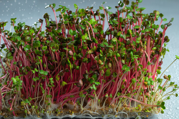 Growing microgreens, home garden. Sprouted radish seeds on a linen mat