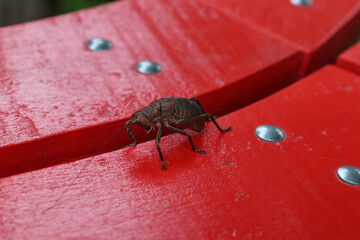 Rare cricket on a red surface. Insect, bug. Tribu Cocconotini, Nesoecia Nigrispina.