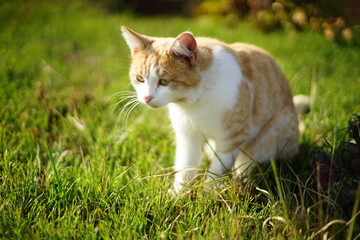 Naklejka na ściany i meble curious fluffy ginger white cat hunts on green grass on a sunny day