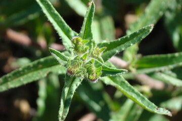 Purple Viper's Bugloss (Echium plantagineum)