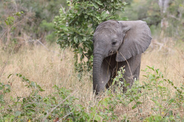 Afrikanischer Elefant / African elephant / Loxodonta africana