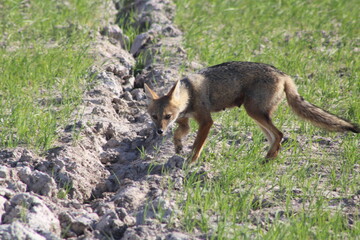Pampas Fox 