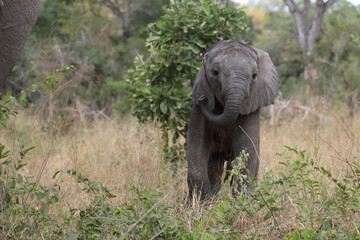 Obraz premium Afrikanischer Elefant / African elephant / Loxodonta africana