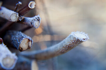 Frosty wooden structure -  organic garden structures.