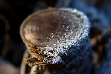 Frosty wooden structure -  organic garden structures.