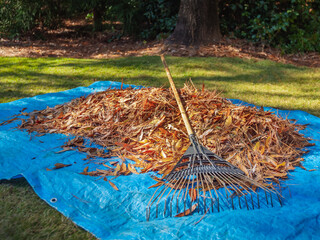 Pile of fall leaves and fan rake on blue tarp. Backyard autumn leaf raking and removal using garden...