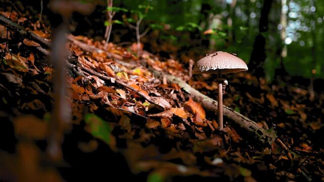 Macrolepiota procera mushroom in the forest in autumn time