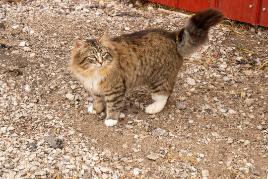 Fluffy Calico barn cat by the barn . High quality photo