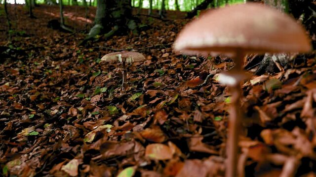 Macrolepiota procera mushroom in the forest in autumn time