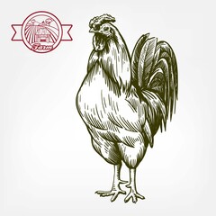 chicken breeding. animal husbandry. livestock. vector sketch on a white